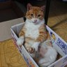 里美's profile picture