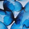 Profilbild von Butterfly 🦋🦋