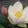 Фото профиля 鳳梨