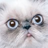 Profilbild von xiyuan