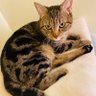 kittesullivan's profile picture
