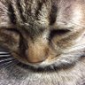 ピーゲン profil fotoğrafı