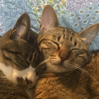 kurara's profile picture