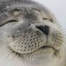 まろ 的头像