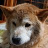 しんちゃん profil fotoğrafı