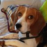 Louie's Mom's profile picture