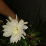 Sandhya Urs's profile picture