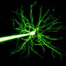 HB lab🔬⚡🧠🌏🌍's profile picture
