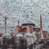 Sapri profil fotoğrafı
