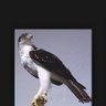 Фото профиля مرقب على الديره