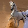 الفلاح's profile picture