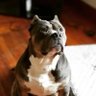 GROQ profil fotoğrafı