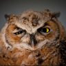 Cupojava's profile picture