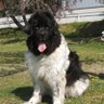 犬太郎 wantaro 的头像