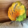 ひよこ隊長♀ 的头像