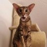 Profilbild von Rusty