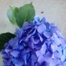 florsureña profil fotoğrafı
