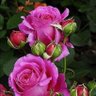Фото профиля Thrwa Almhameed
