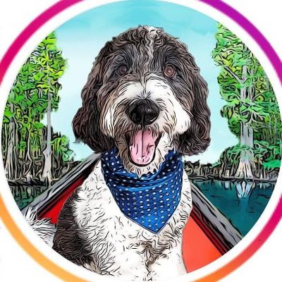 creek_moose's profile picture