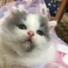 えりちゃん❤アイスマン(๑•🐽•๑)🍀神奈川四池's profile picture