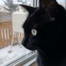 猫野クロちゃん profil fotoğrafı