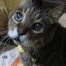Mizue's profile picture