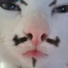 Profilbild von triger