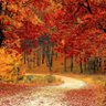 otoño's profile picture