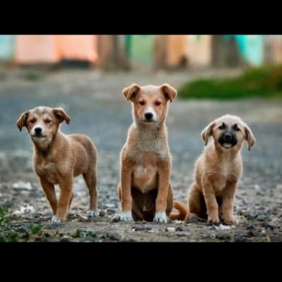 PetsinBangalore's profile picture