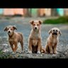 Profilbild von Pet Adoption Bangalore