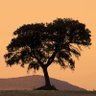Фото профиля TreeHugger009