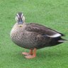 Profilbild von 呉鎮のマガモ提督