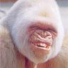 Ape Vigoda profil fotoğrafı