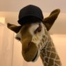 Profilbild von luke