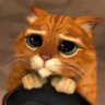 KT_SN248's profile picture