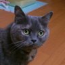 Profilbild von しょうり
