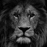 Profilbild von Samuel Anthony