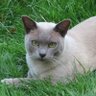 Фото профиля Gonzo the Cat