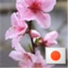 ももみい🐈's profile picture