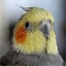 Profilbild von nao