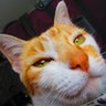 Gold Standard's profile picture