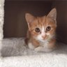 ネコ部屋【ひげまるカフェ中の人】 profil fotoğrafı