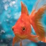 Profilbild von SpaceGoldfish