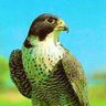 Profilbild von صـارم من مطـير