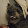 Rad Pupper🍉's profile picture