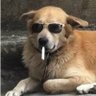 WiseDog's profile picture