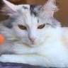 sevgi profil fotoğrafı