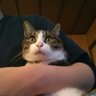 Profilbild von しなやす