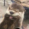 クマムシ(SATA接続)'s profile picture