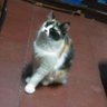 Trixie&Tricia🩸 profil fotoğrafı